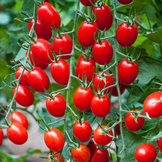 Waterfall Tomato Seeds (300 gms Seeds)